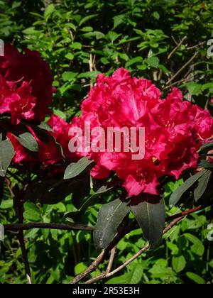 Leuchtend roter Rhododendron, Madame De Bruin. Natürliche Nahaufnahme blühender Pflanzen Porträt im späten Frühlingsschein Stockfoto