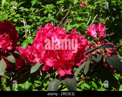 Leuchtend roter Rhododendron, Madame De Bruin. Natürliche Nahaufnahme blühender Pflanzen Porträt im späten Frühlingsschein Stockfoto