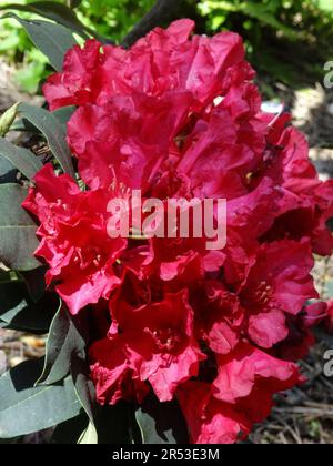 Leuchtend roter Rhododendron, Madame De Bruin. Natürliche Nahaufnahme blühender Pflanzen Porträt im späten Frühlingsschein Stockfoto