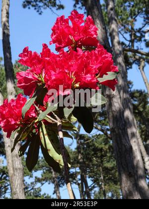 Leuchtend roter Rhododendron, Madame De Bruin. Natürliche Nahaufnahme blühender Pflanzen Porträt im späten Frühlingsschein Stockfoto