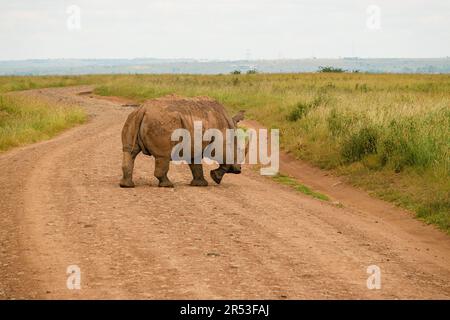 Malerischer Blick auf ein Nashorn auf einer Feldstraße im Nairobi-Nationalpark, Kenia Stockfoto