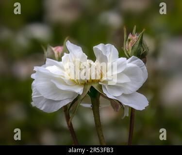 Nahaufnahme einer einzigen Rosa-Blume „Susan Williams-Ellis“ in einem Garten im Frühsommer Stockfoto