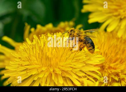 Biene voller gelber Pollen in Nahaufnahme einer Löwenzahnblume Stockfoto