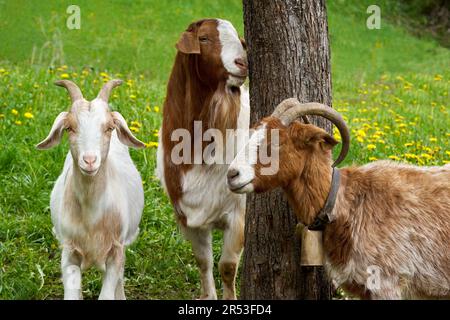 Drei Ziegen in Nahaufnahme an einem Baumstamm auf einer Wiese Stockfoto