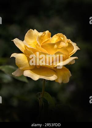 Nahaufnahme einer einzelnen Blume von Rosa „Keep Smiling“ vor einem dunklen Hintergrund Stockfoto