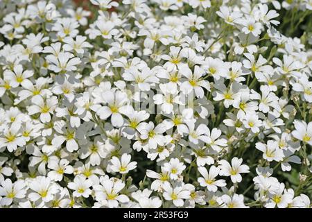 Verfilztes Hornkraut, Cerastium tomentosum, im Frühjahr Stockfoto