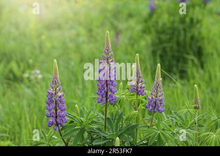 Blühende Makro-Lupinen-Blume. Feld mit pinkvioletter und blauer Blume. Hintergrund für Sommerblumen. Lupinenfeld. Stockfoto