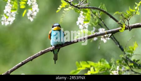 Eine Nahaufnahme eines europäischen Bienenfressers, der auftaucht und in die Kamera schaut (Merops apiaster), während er auf einem Zweig mit weißen Blüten und üppigem Gre sitzt Stockfoto