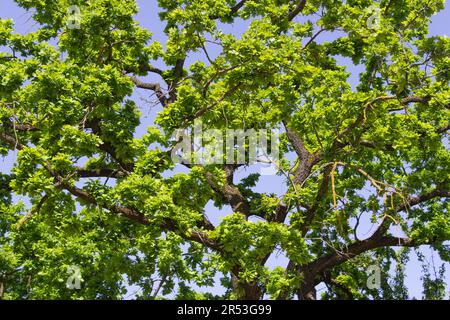 Junges grünes Laub auf einer Eiche im hellen Sonnenlicht Stockfoto