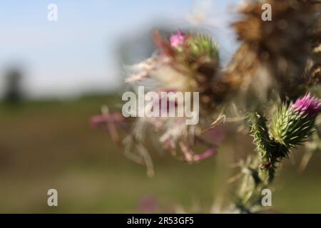 Wildblumenkerne im Wind. Wunderschöne Natur. Vermehrung durch Samen. Unscharfer Hintergrund. Sommer auf der Wiese. Minimalistischer Ansatz. Makrofoto. Stockfoto