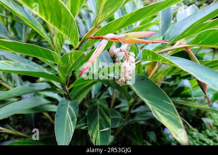 Im Chiang Kai-Shek Memorial Park in Taipei, Taiwan, blühende Alpinia Zerumbet Variegata oder Muschelginger; rosafarbene und weiße Knospen und Blumen. Stockfoto