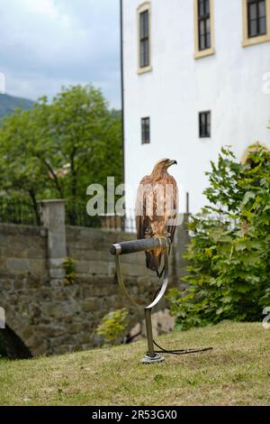 Vorderansicht eines sitzenden, gezähmten großen, gefangenen Greifvogels, der bei Stadtfestlichkeiten in einer Burg ausgestellt wird. Weißes altes Gebäude und Bäume. Stockfoto