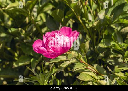 Nahaufnahme der pinkfarbenen Pfingstrose. Stockfoto