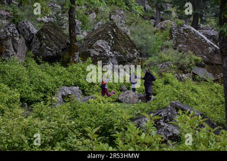 Sonamarg, Indien. 31. Mai 2023. Kashmiri-Nomaden spazieren an einem sonnigen Tag in Sonamarg durch den Wald, etwa 100kms km von Srinagar, der Sommerhauptstadt von Jammu und Kaschmir entfernt. (Foto: Saqib Majeed/SOPA Images/Sipa USA) Guthaben: SIPA USA/Alamy Live News Stockfoto