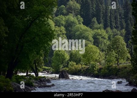 Sonamarg, Indien. 31. Mai 2023. An einem sonnigen Tag in Sonamarg fließt ein Bach entlang des Waldes, etwa 100kms km von Srinagar, der Sommerhauptstadt von Jammu und Kaschmir entfernt. (Foto: Saqib Majeed/SOPA Images/Sipa USA) Guthaben: SIPA USA/Alamy Live News Stockfoto