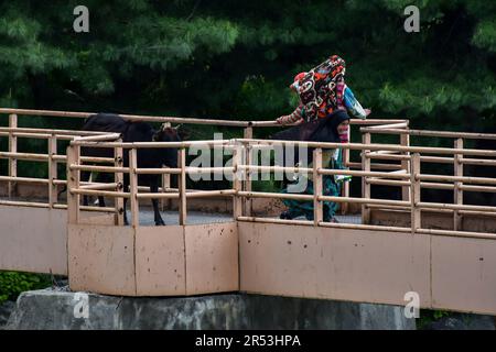 Sonamarg, Indien. 31. Mai 2023. Ein Mädchen reagiert auf eine Kuh auf der Fußgängerbrücke während eines sonnigen Tages in Sonamarg, etwa 100kms km von Srinagar entfernt, der Sommerhauptstadt von Jammu und Kaschmir. (Foto: Saqib Majeed/SOPA Images/Sipa USA) Guthaben: SIPA USA/Alamy Live News Stockfoto