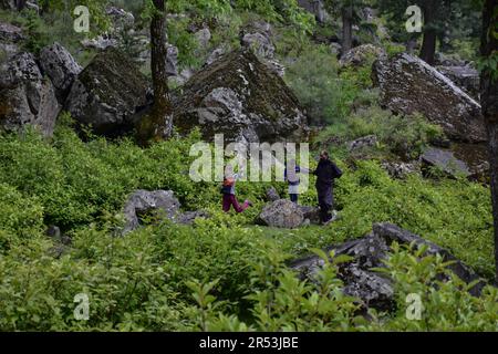 Sonamarg, Kaschmir, Indien. 31. Mai 2023. Kashmiri-Nomaden spazieren an einem sonnigen Tag in Sonamarg durch den Wald, etwa 100kms km von Srinagar, der Sommerhauptstadt von Jammu und Kaschmir entfernt. (Kreditbild: © Saqib Majeed/SOPA Images via ZUMA Press Wire) NUR REDAKTIONELLE VERWENDUNG! Nicht für den kommerziellen GEBRAUCH! Stockfoto