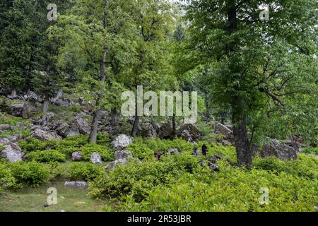 Sonamarg, Kaschmir, Indien. 31. Mai 2023. Kashmiri-Nomaden spazieren an einem sonnigen Tag in Sonamarg durch den Wald, etwa 100kms km von Srinagar, der Sommerhauptstadt von Jammu und Kaschmir entfernt. (Kreditbild: © Saqib Majeed/SOPA Images via ZUMA Press Wire) NUR REDAKTIONELLE VERWENDUNG! Nicht für den kommerziellen GEBRAUCH! Stockfoto