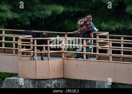 Sonamarg, Kaschmir, Indien. 31. Mai 2023. Ein Mädchen reagiert auf eine Kuh auf der Fußgängerbrücke während eines sonnigen Tages in Sonamarg, etwa 100kms km von Srinagar entfernt, der Sommerhauptstadt von Jammu und Kaschmir. (Kreditbild: © Saqib Majeed/SOPA Images via ZUMA Press Wire) NUR REDAKTIONELLE VERWENDUNG! Nicht für den kommerziellen GEBRAUCH! Stockfoto