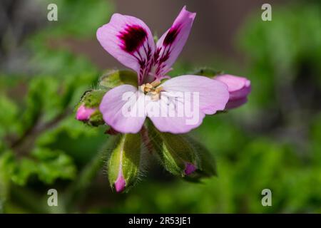 Makroaufnahme einer blühenden Aicheneiche Geranium (Pelargonium quercifolium) Stockfoto