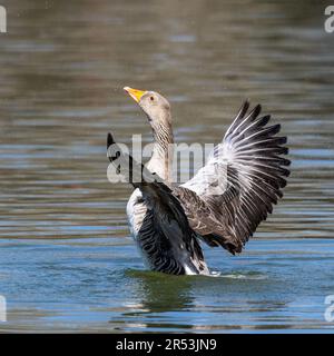 Die Graugans breitet ihre Flügel auf dem Wasser aus. Anser anser ist eine Art von Großgans aus der Wasservogelfamilie Anatidae und der Typusart der g Stockfoto