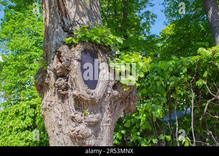 Metallgeflecht schützt den Stamm eines alten Baumes vor Nagetieren. Behandlung alter Bäume im Park. Behandlung und Rettung von Hohlbäumen. Stockfoto