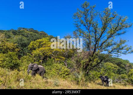 Begegnung mit Elefanten während der Safari im Liwonde-Nationalpark, Malawi Stockfoto