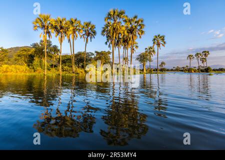 Abendliche Atmosphäre am Shire River. Liwonde-Nationalpark, Malawi Stockfoto