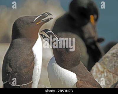 Ein Paar Rasierklingen, Rasierschnabelauk oder Lesser auk (Alca torda) mit offenen Scheinen auf den Klippen in Farne Islands, Northumbrien, England, Großbritannien Stockfoto