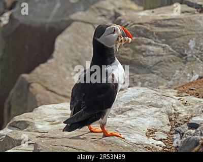 Single Atlantic Puffin (Fratercula Arctica) mit Schnabel voller gefangener Sandaale auf den Klippen der Farne Islands, Northumbrien, England, Großbritannien Stockfoto