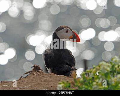 Single Atlantic Puffin (Fratercula Arctica) auf einer Klippe mit Bokeh-Highlights in Farne Islands, Northumbria, England, Großbritannien Stockfoto