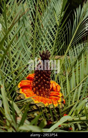 Pflanzen im Botanischen Garten Stockfoto