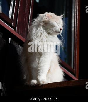 Eine wunderschöne weiße, langhaarige Katze, British Longhair. Ein behindertes Ohr rechts. Der Sonnenschein erleuchtet sein wunderschönes weißes Fell. Stockfoto