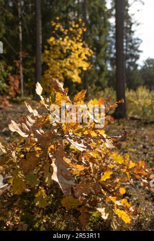 Gelbe Eichenblätter im Herbst/Herbst Stockfoto