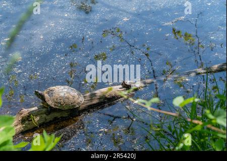 Adulte und junge Rotohr-Gleitschildkröten auf einem Baumstamm in einem Teich Stockfoto