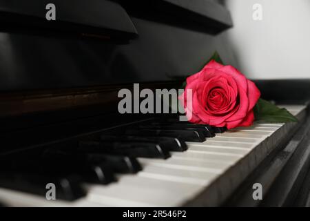 Wunderschöne pinke Rose auf den Klaviertasten. Romantische Musik Stockfoto