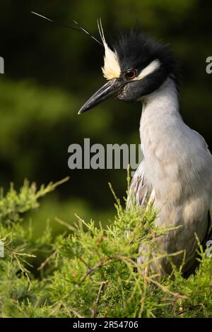 Gelbgekrönter Nachtreiher, hoch oben in einer Rookery Stockfoto