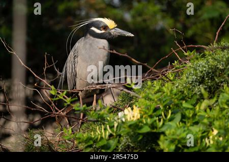 Gelbgekrönter Nachtreiher, hoch oben in einer Rookery Stockfoto