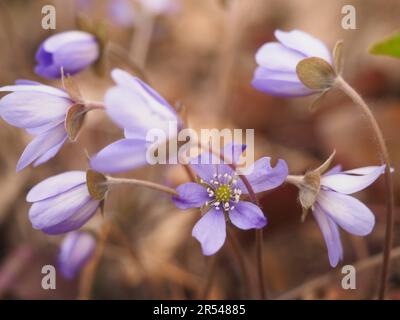 Wunderschöne Blumen auf dem Feld (Hepatica-Blüten (Hepatica, Leberblätter oder Leberwürze) - Tabasalu Estland) Stockfoto