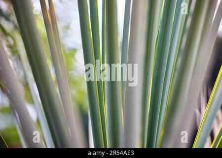 Nahaufnahme von The Frawns of a Palm Tree Stockfoto