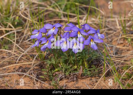 Vogel-Fuß-Violett wächst in den Namekagon Barrens im Norden von Wisconsin. Stockfoto