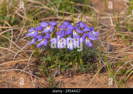 Vogel-Fuß-Violett wächst in den Namekagon Barrens im Norden von Wisconsin. Stockfoto