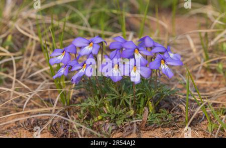 Vogel-Fuß-Violett wächst in den Namekagon Barrens im Norden von Wisconsin. Stockfoto