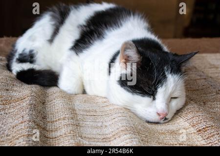 Eine schwarz-weiße Katze mit einem grünen Auge schläft auf einer braunen und braunen Decke. Hochwertiges Foto Stockfoto
