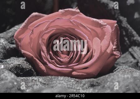 Verblasste rote Rose, bearbeitet in Pink, auf schwarzer Spitze Stockfoto