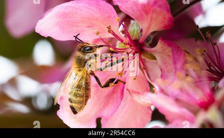 Honigbiene bedeckt mit Pollen auf einer rosa Kirschblüte, die Nektar mit Proboscis sammelt Stockfoto