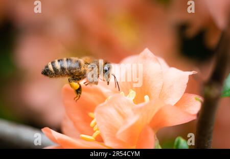 Honigbiene mit Pollenkörben, die auf einer pfirsichfarbenen Chaenomeles speciosa zum Futter fliegt Stockfoto