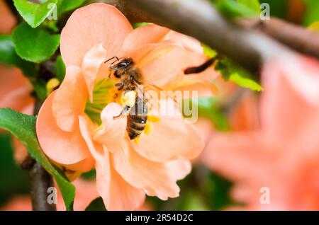 Honigbiene mit Pollenkörben, die eine Pfirsich-Chaenomeles speciosa frisst Stockfoto