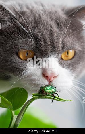 Der grüne Käfer krabbelt auf einem Blatt und eine Katze sieht es an Stockfoto