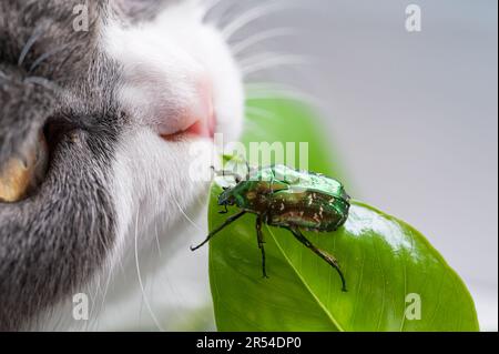 Der grüne Käfer krabbelt auf einem Blatt und eine Katze sieht es an Stockfoto